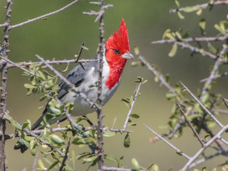 Paroaria coronata, Red-crested Cardinal