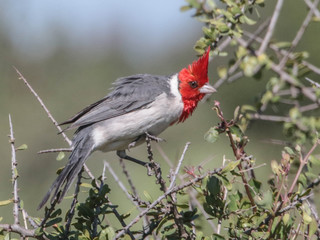 Paroaria coronata, Red-crested Cardinal