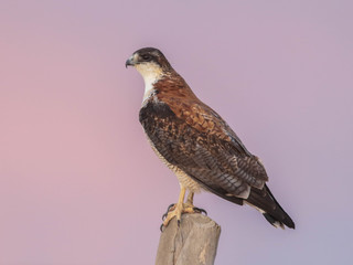 Buteo polyosoma, Red-Backed Hawk