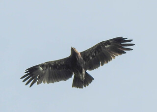 Clanga hastata, Indian Spotted Eagle