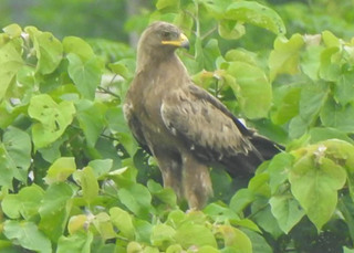 Clanga hastata, Indian Spotted Eagle