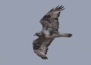 Buteo lagopus, Rough-legged Hawk
