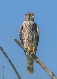 Falco columbarius, Merlin