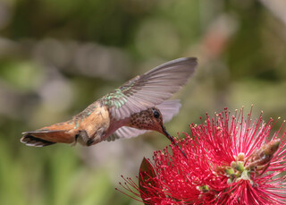Selasphorus sasin, Allens Hummingbird