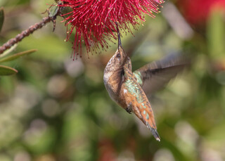 Selasphorus sasin, Allens Hummingbird