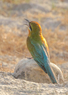 Merops philippinus, Blue-tailed Bee-eater