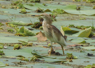 Ardeola grayii, Indian Pond Heron
