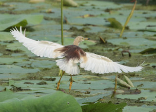 Ardeola grayii, Indian Pond Heron