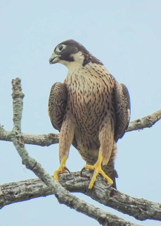 Falco peregrinus, Peregrine Falcon
