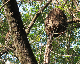 Trigona spinipes nest