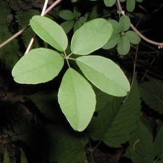 Akebia quinata, compound leaf