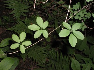 Akebia quinata, compound leaves