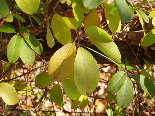 Akebia quinata, fall foliage