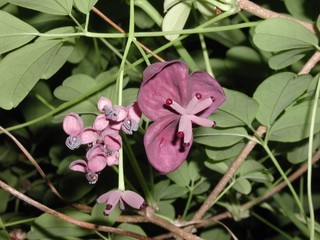 Akebia quinata, flowers