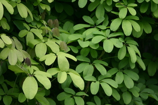 Akebia quinata, foliage
