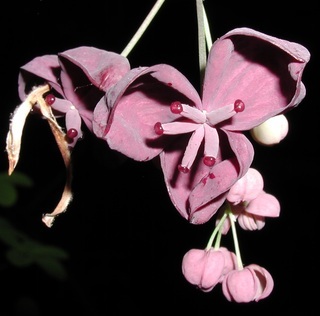 Akebia quinata, pistillate flowers
