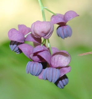 Akebia quinata, staminate flowers