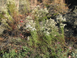 Eupatorium hyssopifolium
