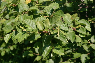 Alnus viridis, rugosa