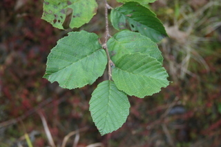 Alnus viridis, rugosa