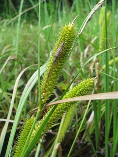 Carex lacustris
