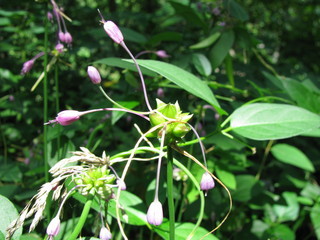 Allium carinatum, pulchellum