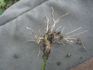 Aureolaria pedicularia