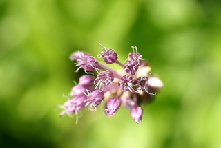 Allium vineale