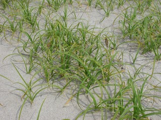 Carex kobomugi