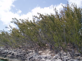 Casuarina equisetifolia