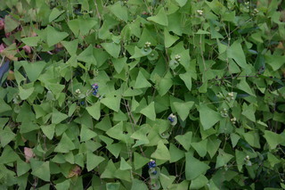 Polygonum perfoliatum