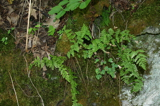 Woodsia obtusa