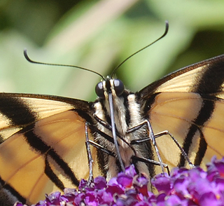 Papilio rutulus