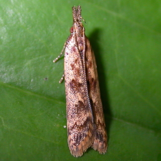 Dichomeris ligulella, Palmerworm Moth