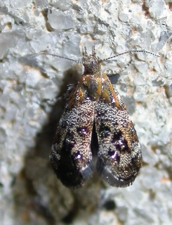 Tebenna gnaphaliella, Everlasting Tebbena Moth
