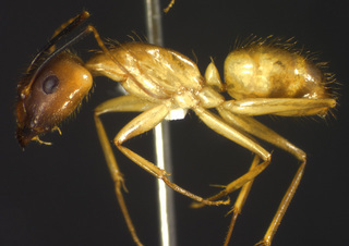 Camponotus festinatus, major, side