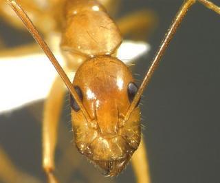 Camponotus festinatus, minor, head