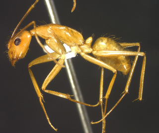 Camponotus festinatus, minor, side