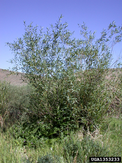 Salix lutea