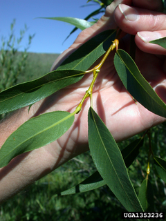 Salix lutea