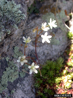 Saxifraga bronchialis ssp. austromontana