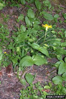 Arnica latifolia