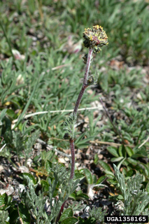 Artemisia scopulorum