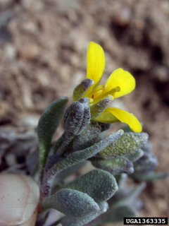Physaria alpina