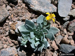 Physaria alpina