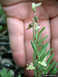 Astragalus miser