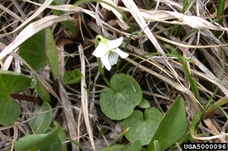 Viola renifolia