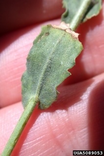 Cardaria pubescens