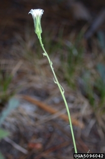 Hieracium albiflorum