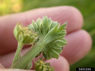 Lomatium caruifolium